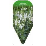 physostegia-crystal-peak-0