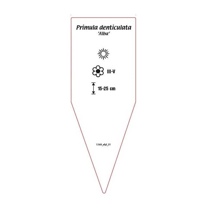 primula-denticulata-alba-1