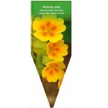 primula-veris-cabrillo-dark-yellow-compact-0