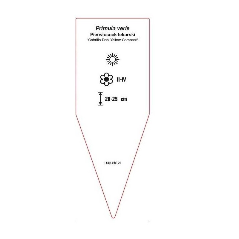 primula-veris-cabrillo-dark-yellow-compact-1