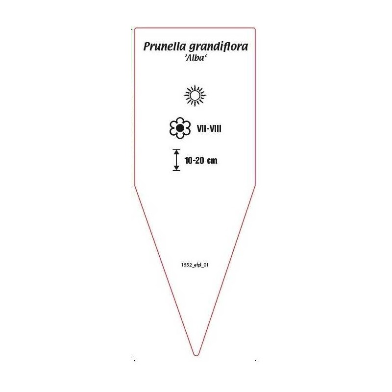 prunella-grandiflora-alba-1