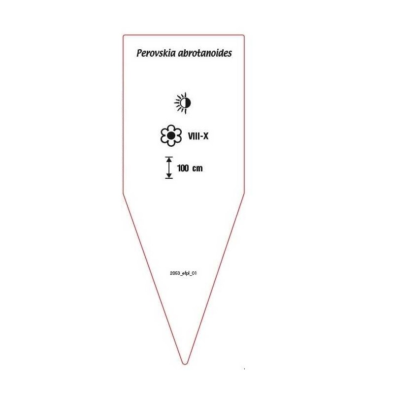 perovskia-abrotanoides1