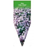 phlox-lilac-cloud-0