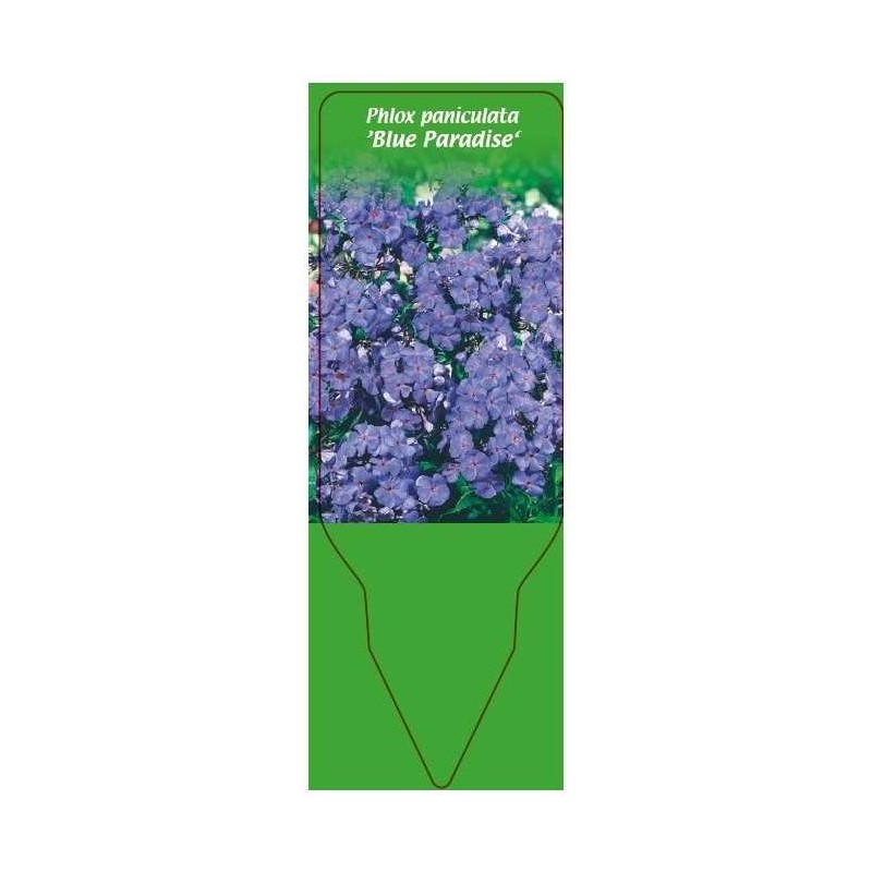 phlox-paniculata-blue-paradise-0