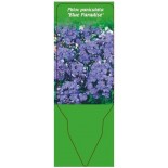 phlox-paniculata-blue-paradise-0