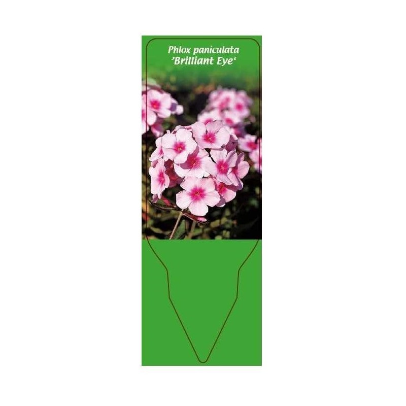 phlox-paniculata-brilliant-eye-0