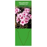 phlox-paniculata-brilliant-eye-0