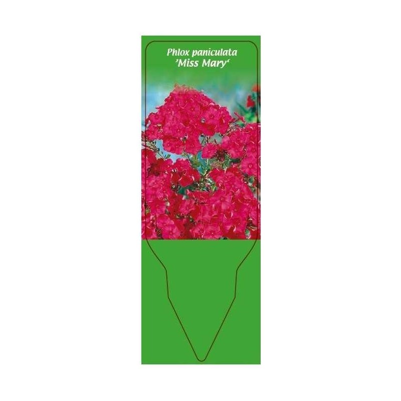 phlox-paniculata-miss-mary-0