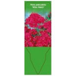 phlox-paniculata-miss-mary-0