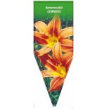 hemerocallis-ceglasty0