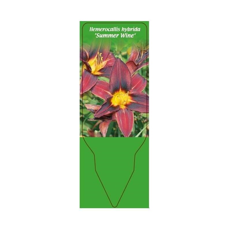 hemerocallis-hybrida-summer-wine-0