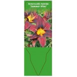 hemerocallis-hybrida-summer-wine-0