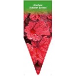 heuchera-autumn-leaves-b0