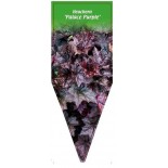 heuchera-palace-purple-b0