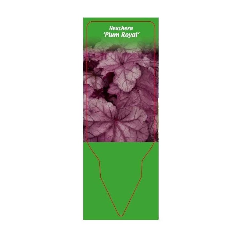 heuchera-plum-royal-0