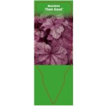 heuchera-plum-royal-0