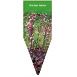 heuchera-hybride-purple-b0