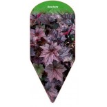 heuchera-purple0