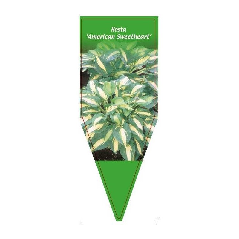 hosta-american-sweetheart-a0