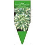 hosta-american-sweetheart-a0