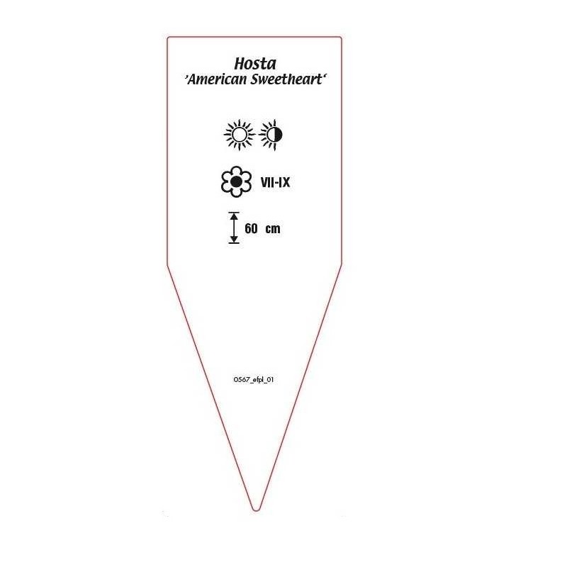 hosta-american-sweetheart-a1
