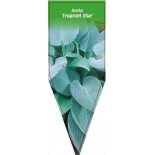 hosta-fragrant-blue-b0