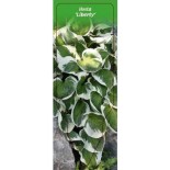 hosta-liberty-b0