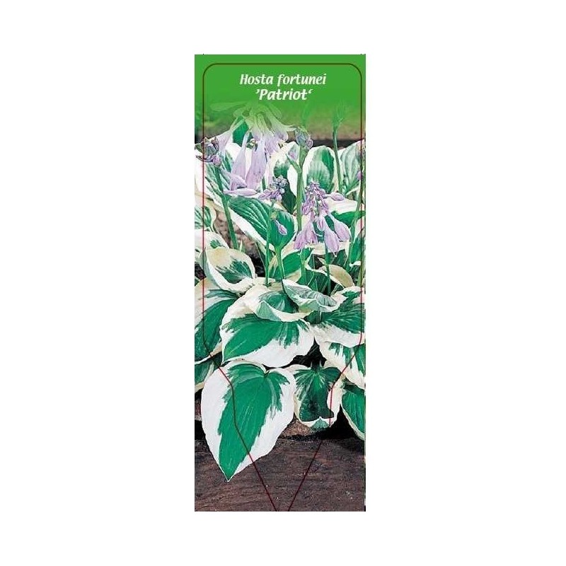 hosta-fortunei-patriot-c0