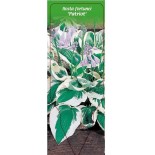 hosta-fortunei-patriot-c0