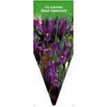 iris-louisiana-black-gamecock-0