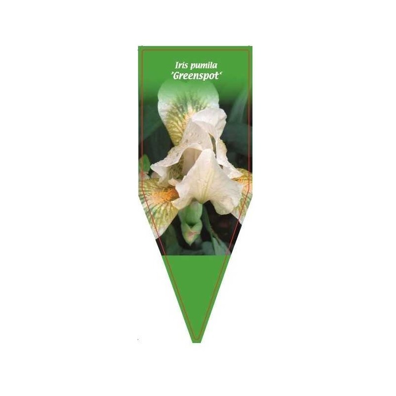 iris-pumila-greenspot-0