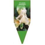 iris-pumila-greenspot-0