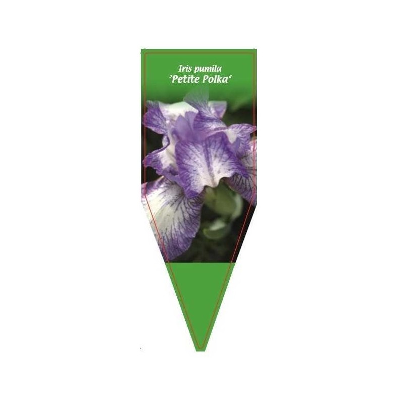 iris-pumila-petite-polka-0