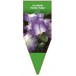 iris-pumila-petite-polka-0