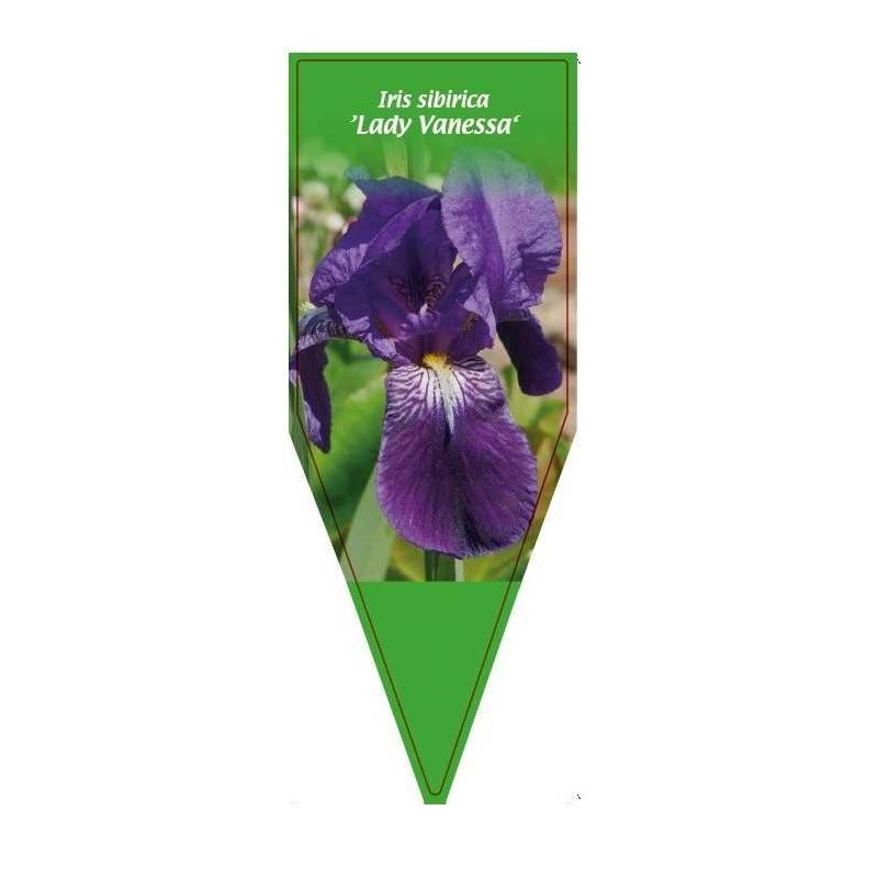 iris-sibirica-lady-vanessa-0