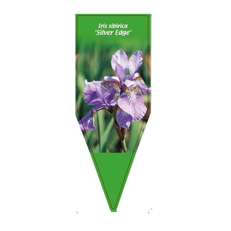 iris-sibirica-silver-edge-0