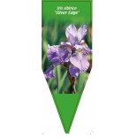 iris-sibirica-silver-edge-0