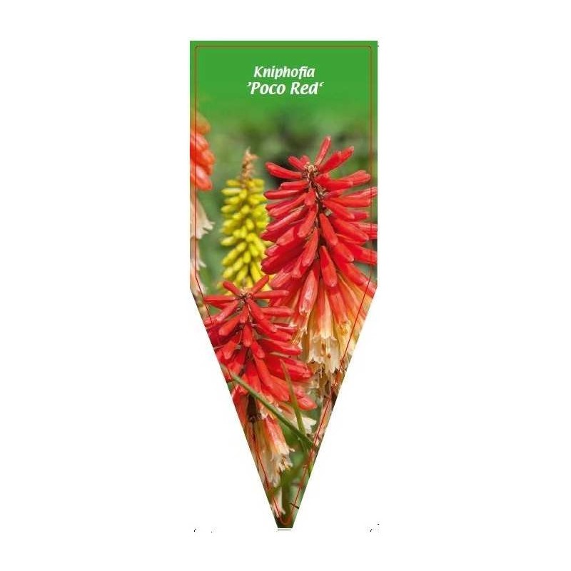 kniphofia-poco-red-0