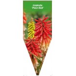 kniphofia-poco-red-0