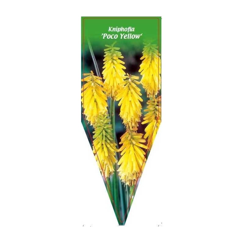 kniphofia-poco-yellow-0