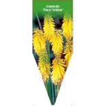 kniphofia-poco-yellow-0