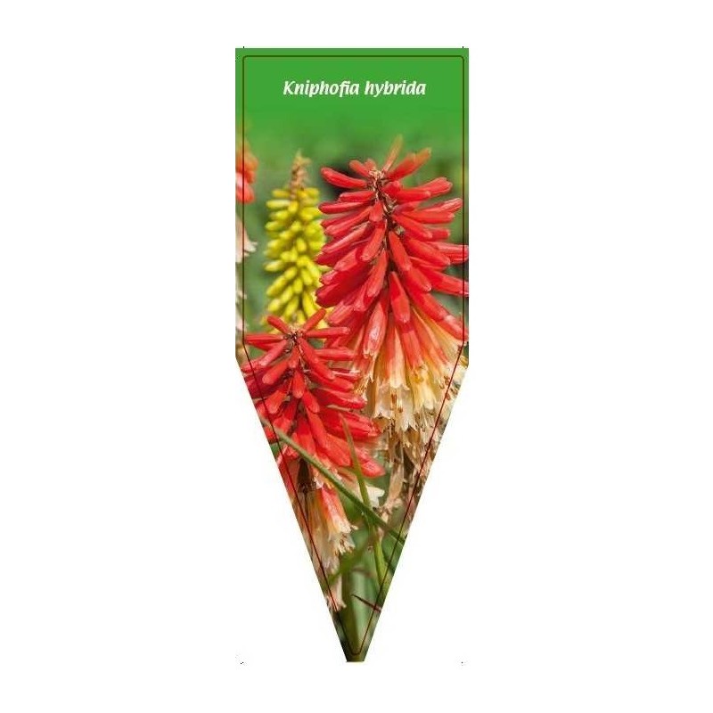 kniphofia-hybrida-b0