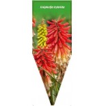 kniphofia-hybrida-b0