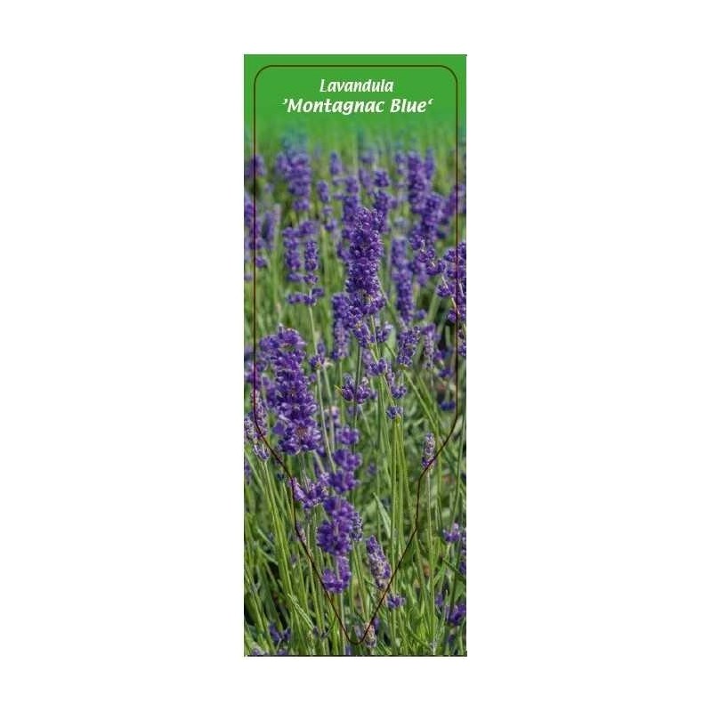 lavandula-montagnac-blue-0