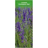 lavandula-montagnac-blue-0