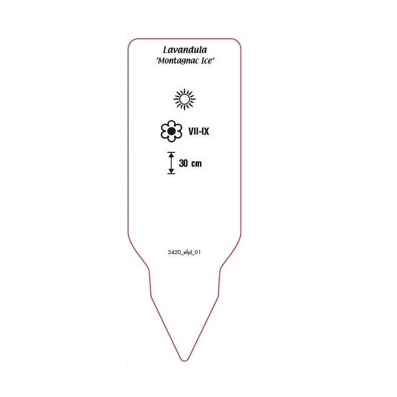 lavandula-montagnac-ice-1