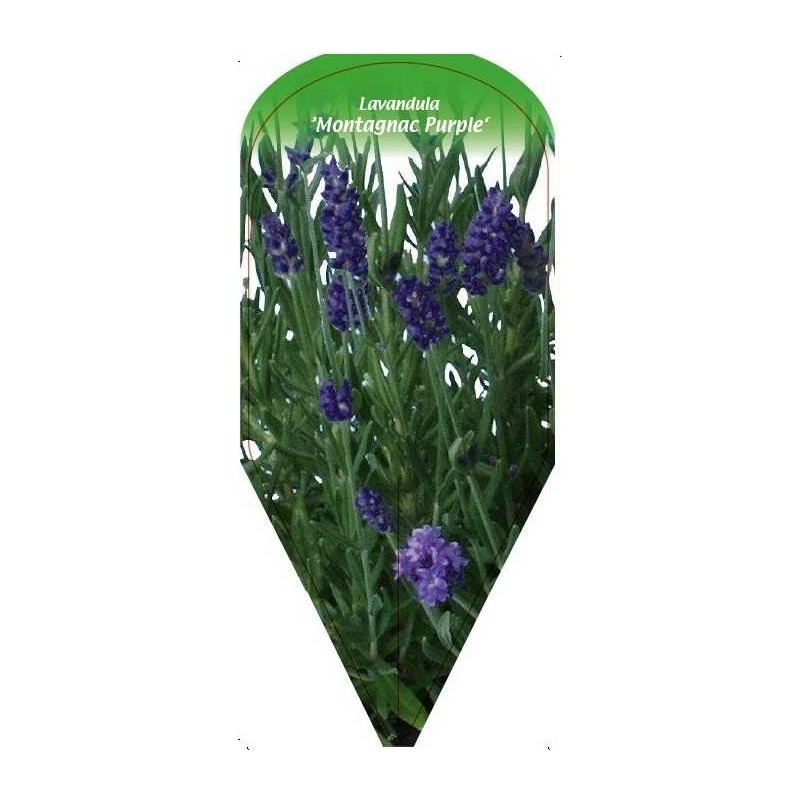 lavandula-montagnac-purple-0