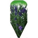 lavandula-montagnac-purple-0