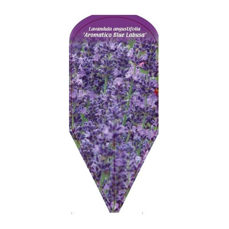 lavandula-angustifolia-aromatico-blue-labusa-0