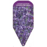 lavandula-angustifolia-aromatico-blue-labusa-0